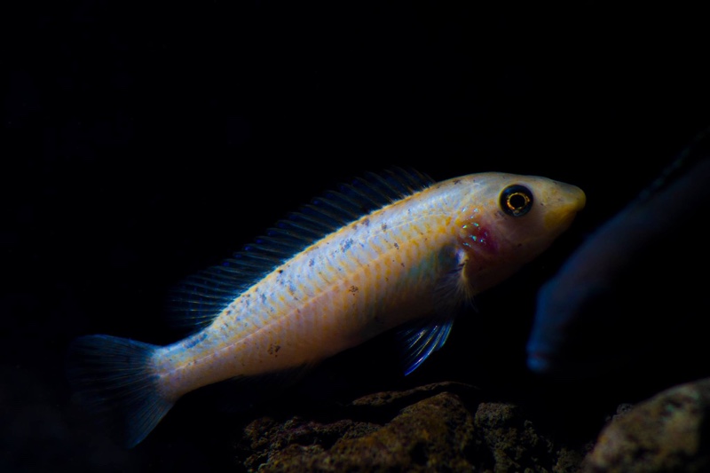 Labeotropheus trewavasae 'Mitande Reef (Rocks)'